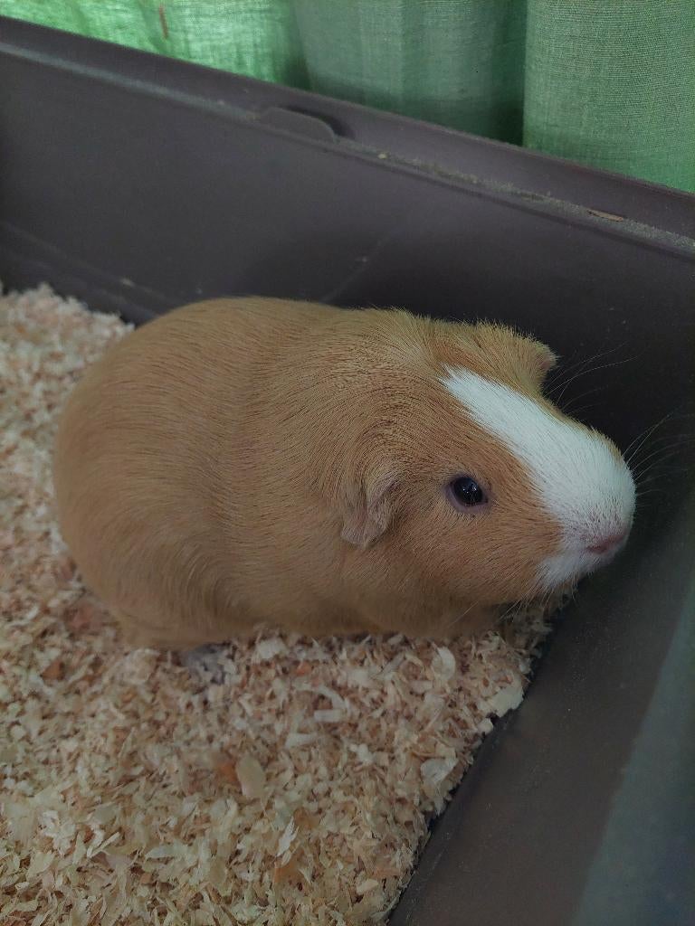 Cavia's zoeken nieuwe thuis., Dieren en Toebehoren, Juni, Cavia