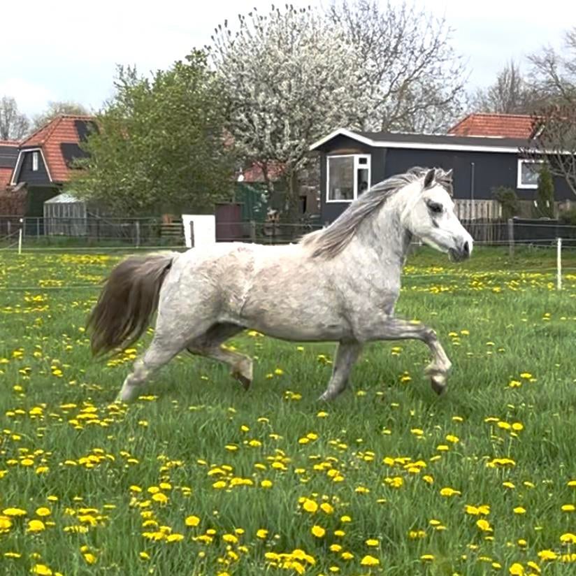 Belle jument galloise A de 3 ans, Animaux & Accessoires, Poneys, Jument, Ne s'applique pas, Poney B (1.17 m à 1.27 m), 3 à 6 ans