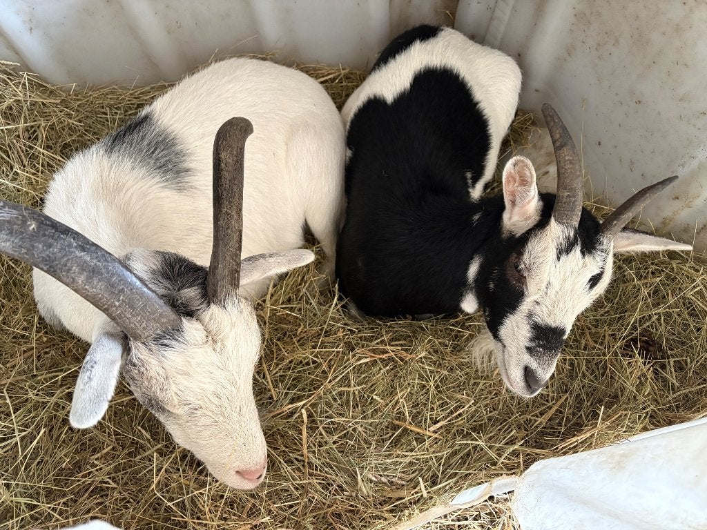 Une chèvre naine et un bouc castre, Plusieurs animaux, Chèvre, 3 à 5 ans