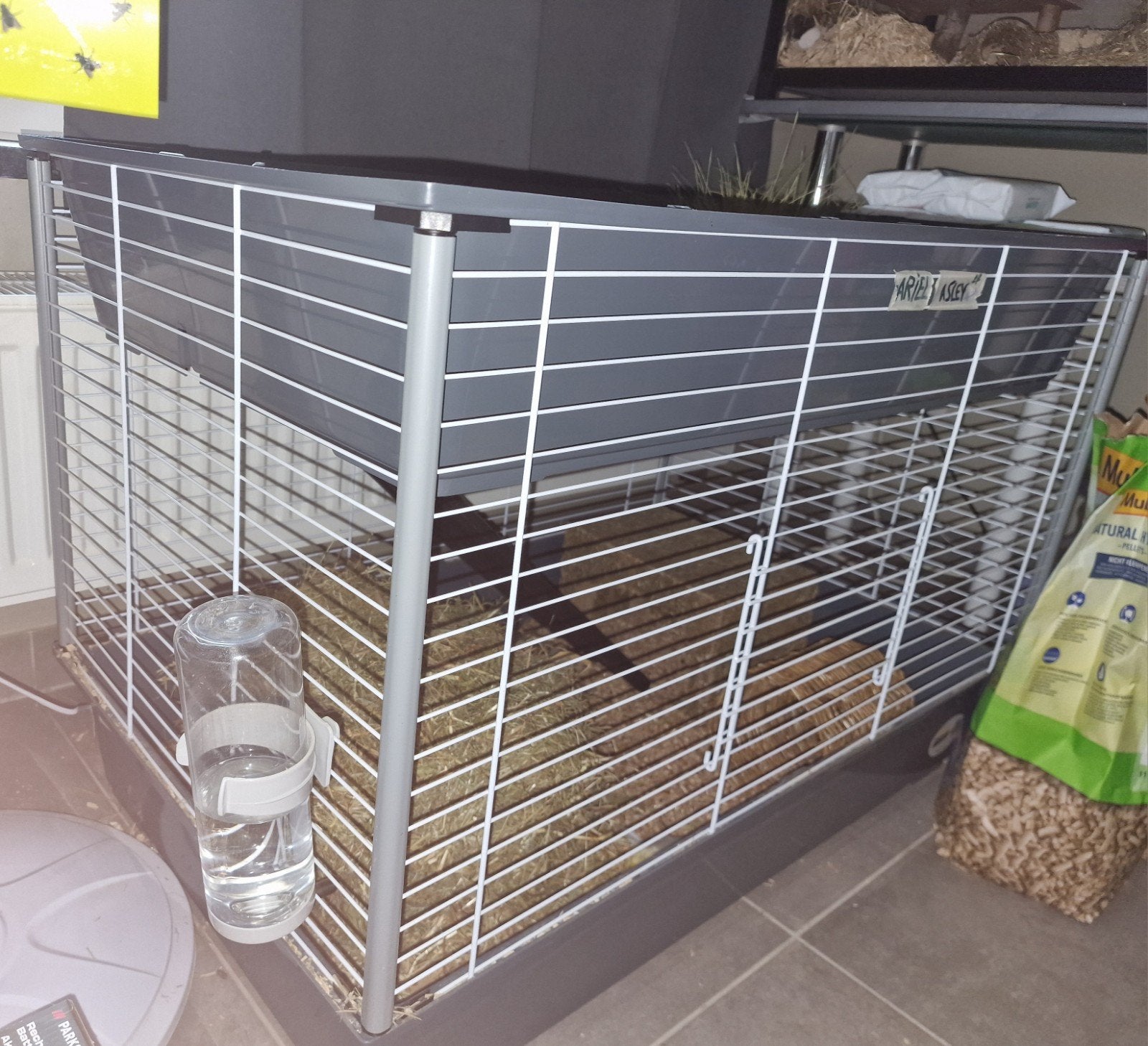 cavia's met kooi, Juni, Vrouwelijk, Cavia