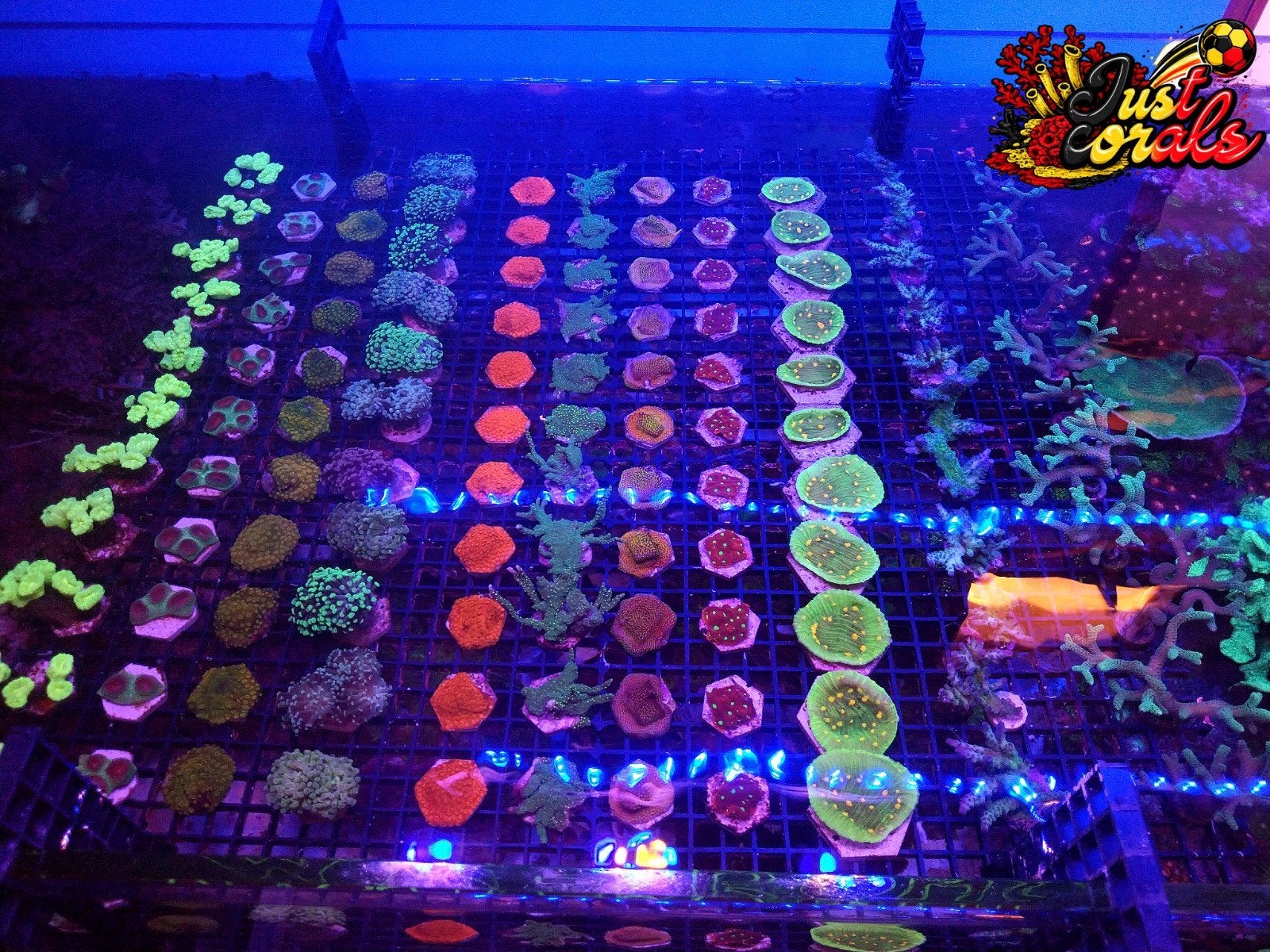 Set koralen zeeaquarium reef aquarium, Dieren en Toebehoren, Vissen | Aquariumvissen