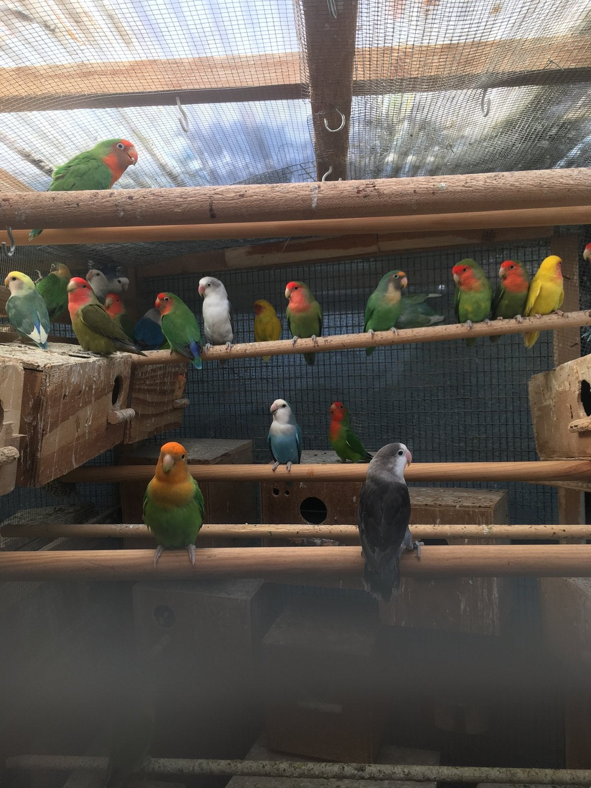 KWEEKRIJPE  DWERGPAPEGAAIKES VANAF 50 EURO/KOPPEL, Dieren en Toebehoren, Vogels | Parkieten en Papegaaien, Dwergpapegaai of Agapornis
