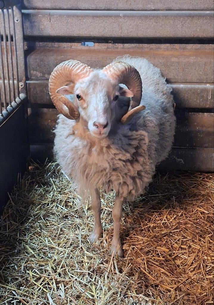 Hele mooie ouessant ram, Mâle, Mouton, 0 à 2 ans