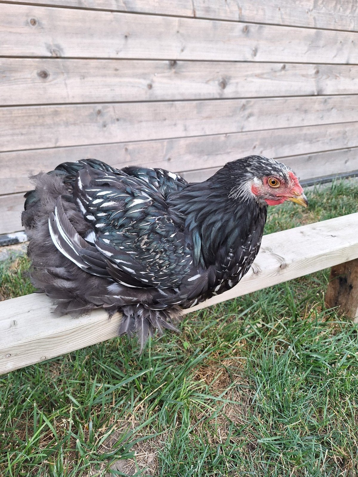 brahma hanen, Dieren en Toebehoren, Pluimvee