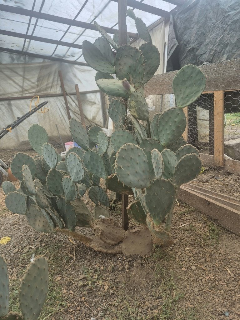 Cactus Opuntia (Figuier de Barbarie), Printemps, Plein soleil, Enlèvement, Plantes fruitières