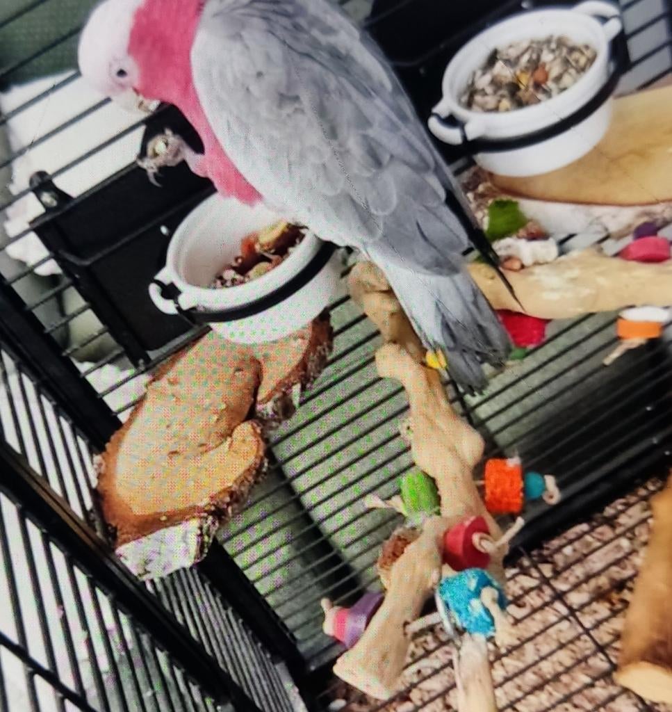 Australische Galah kaketoe, Dieren en Toebehoren, Mannelijk, Pratend