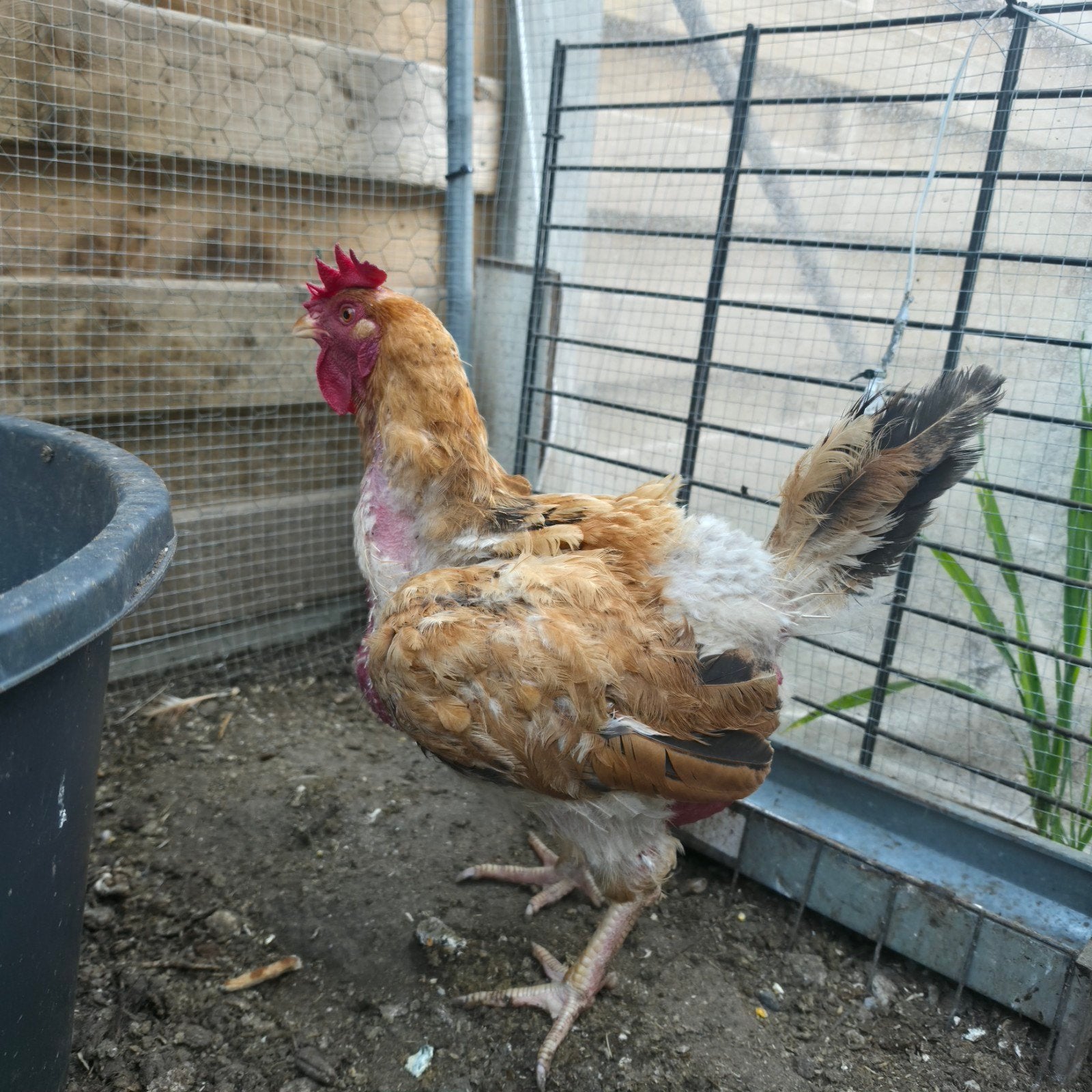 2 gezonde, zware leg-/vleeskippen te koop (< 2 jaar), Dieren en Toebehoren