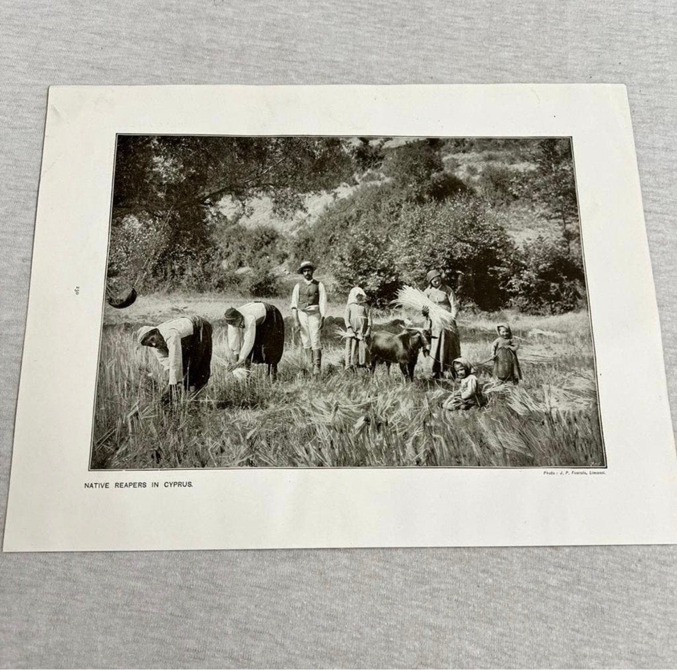 Native harvest reapers in cyprus antiek picture print 1906, Verzamelen, Foto's en Prenten, Ophalen of Verzenden, Voor 1940, Zo goed als nieuw