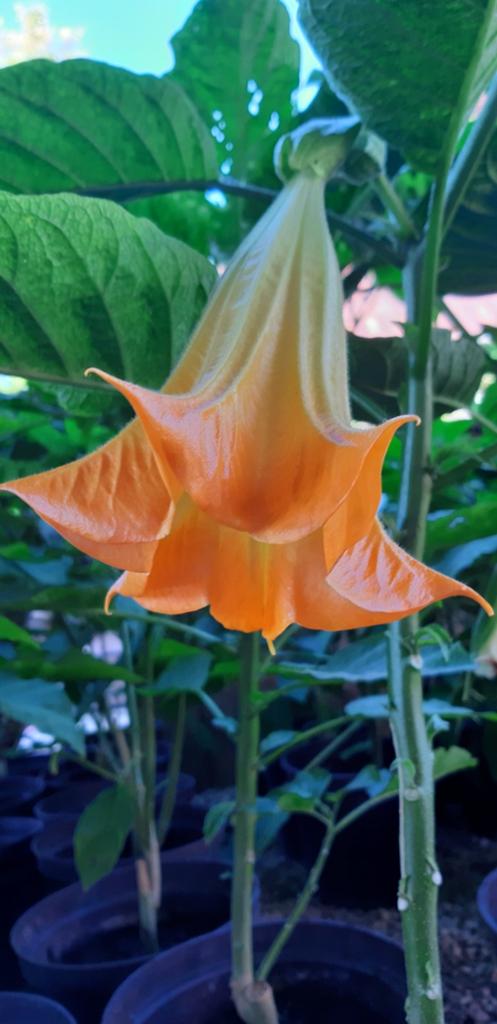 Brugmansia's, Ophalen of Verzenden
