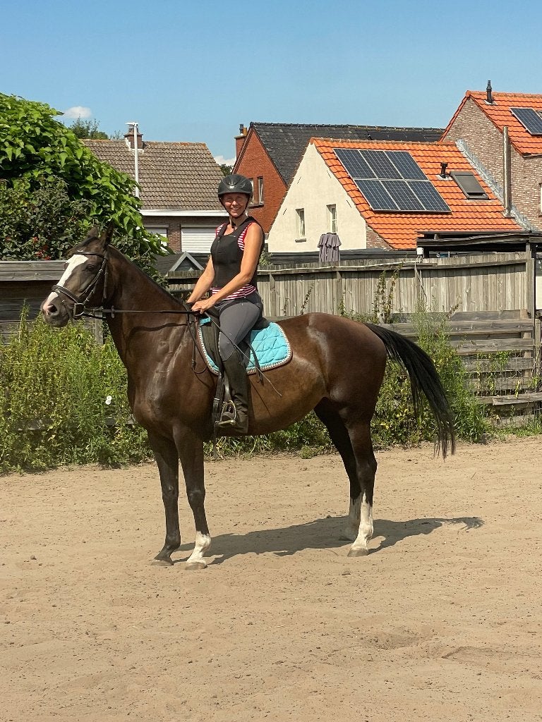 13 jarige Jazz x Rossini merrie, Animaux & Accessoires, Chevaux, Cheval de dressage, Avec pedigree, B, 11 ans ou plus
