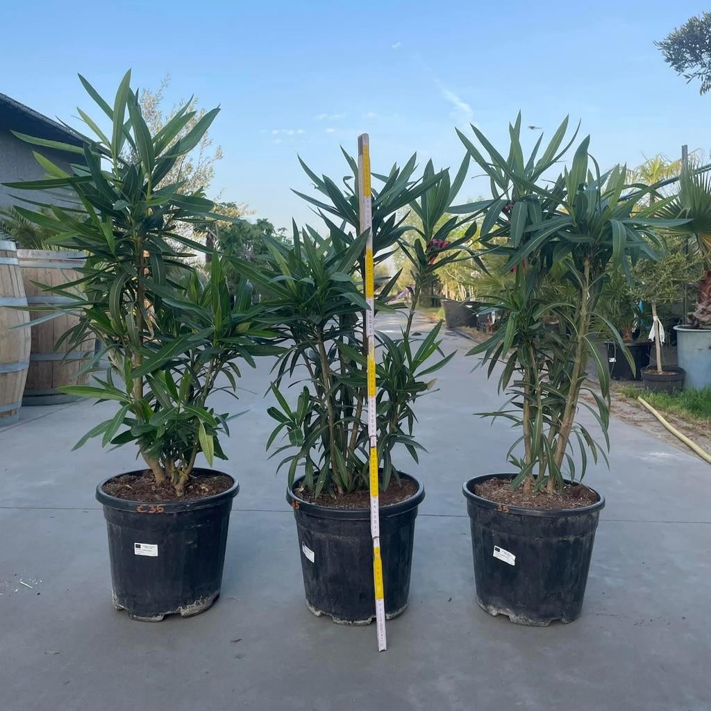 ‼️prachtige oleanders aan promoprijzen ‼️, Enlèvement