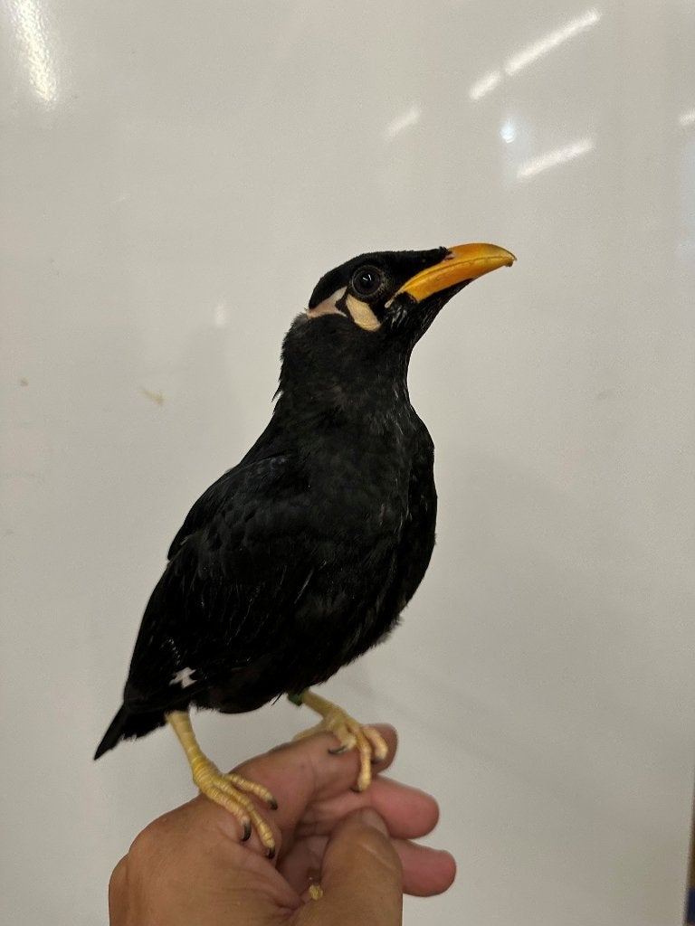Tamme beo, Dieren en Toebehoren, Vogels | Overige Vogels, Geslacht onbekend, Tam