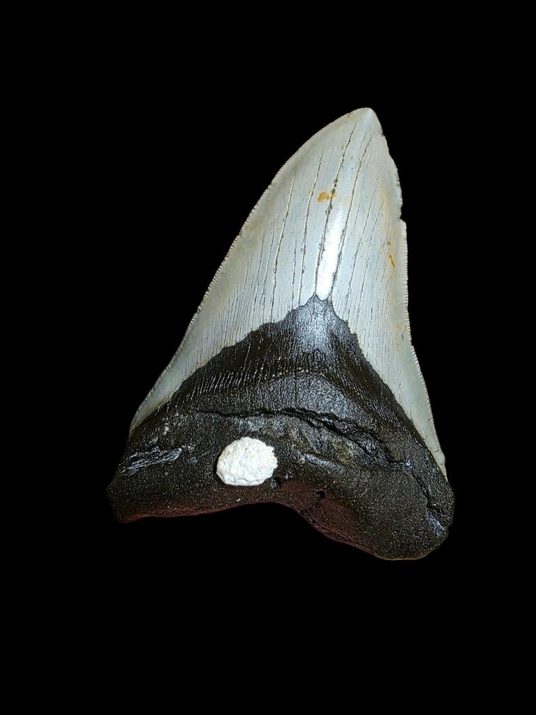 Grote top kwaliteit C.megaloden uit carolina 5,52"/14,02 cm., Verzamelen, Ophalen of Verzenden, Fossiel
