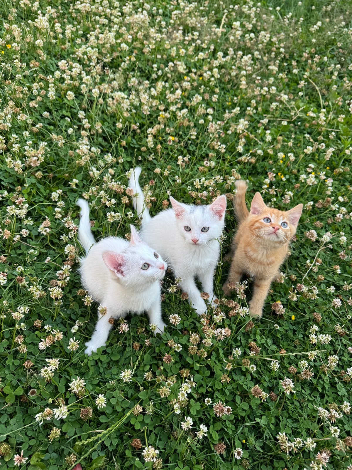 Schattig kittens zoeken een liefdevol huis, Boeken, Dieren en Huisdieren, Ophalen of Verzenden