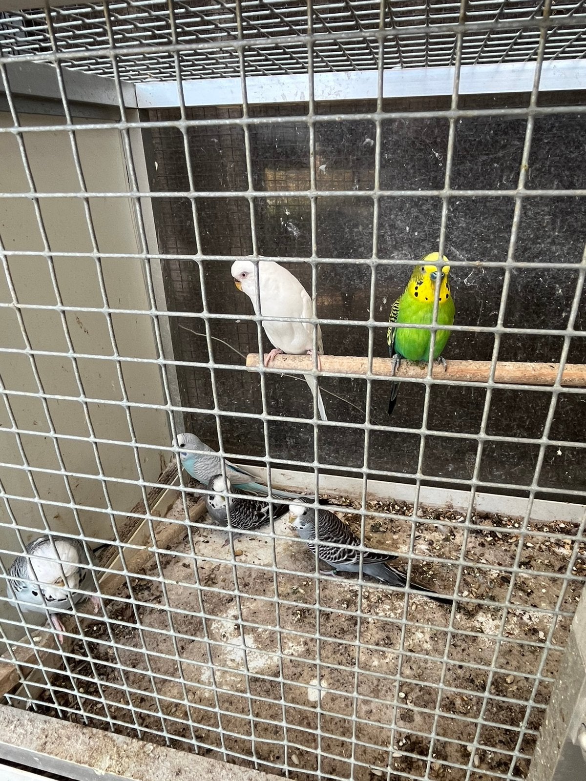 Grasparkieten (engelse), Plusieurs animaux, Perruche, Bagué