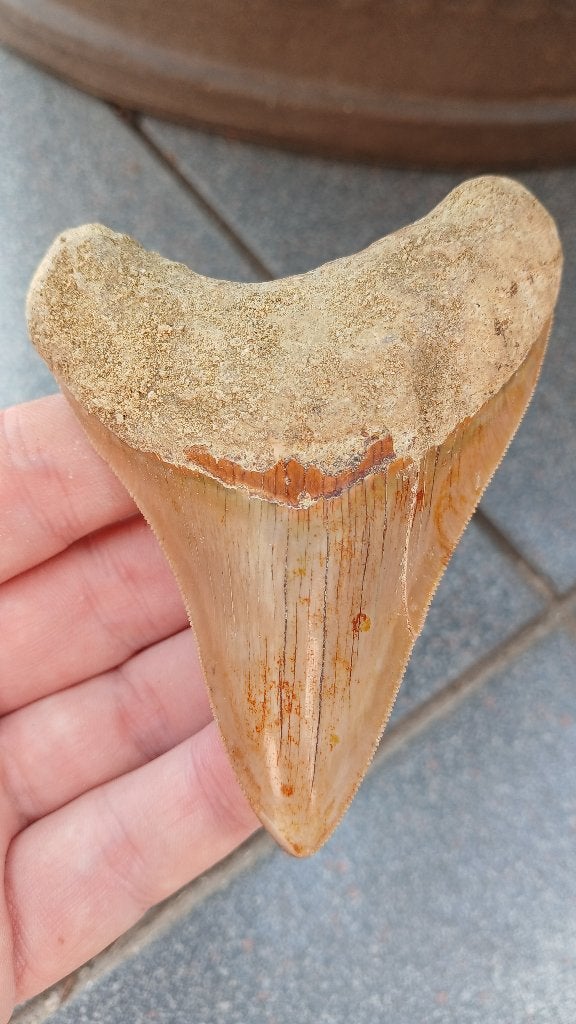 Dent de requin mégalodon fossile d'Indonésie, Collections, Enlèvement ou Envoi, Fossile