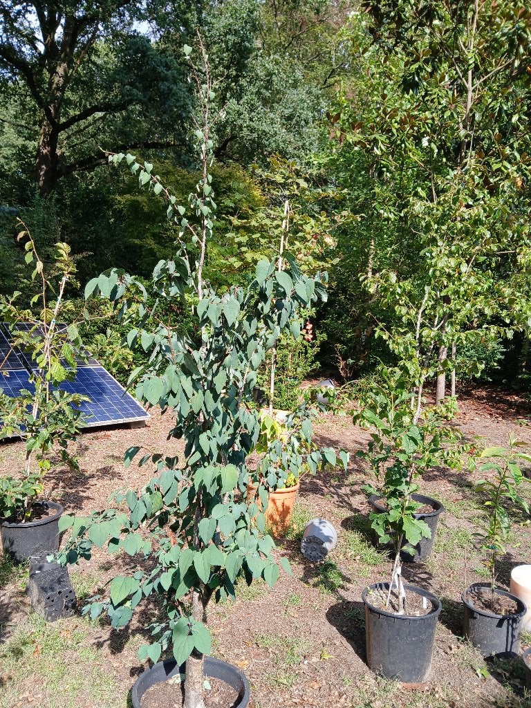 katsuraboom, Jardin & Terrasse, Enlèvement, En pot, Autres espèces, 100 à 250 cm