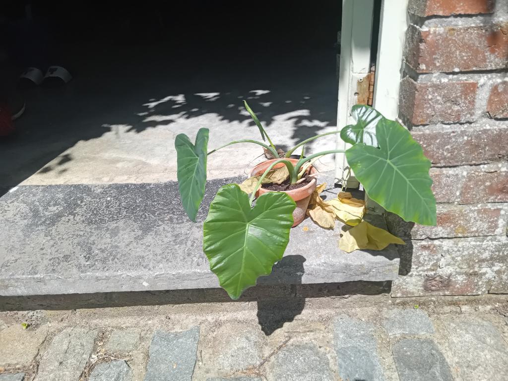 Colocasia gigantea, Tuin en Terras, Ophalen