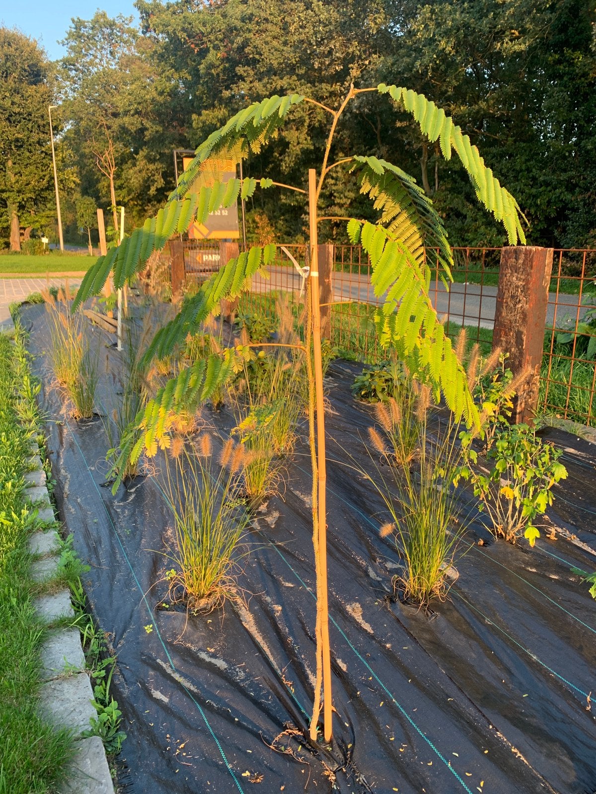 Perzische slaapboom, Ophalen, 100 tot 250 cm