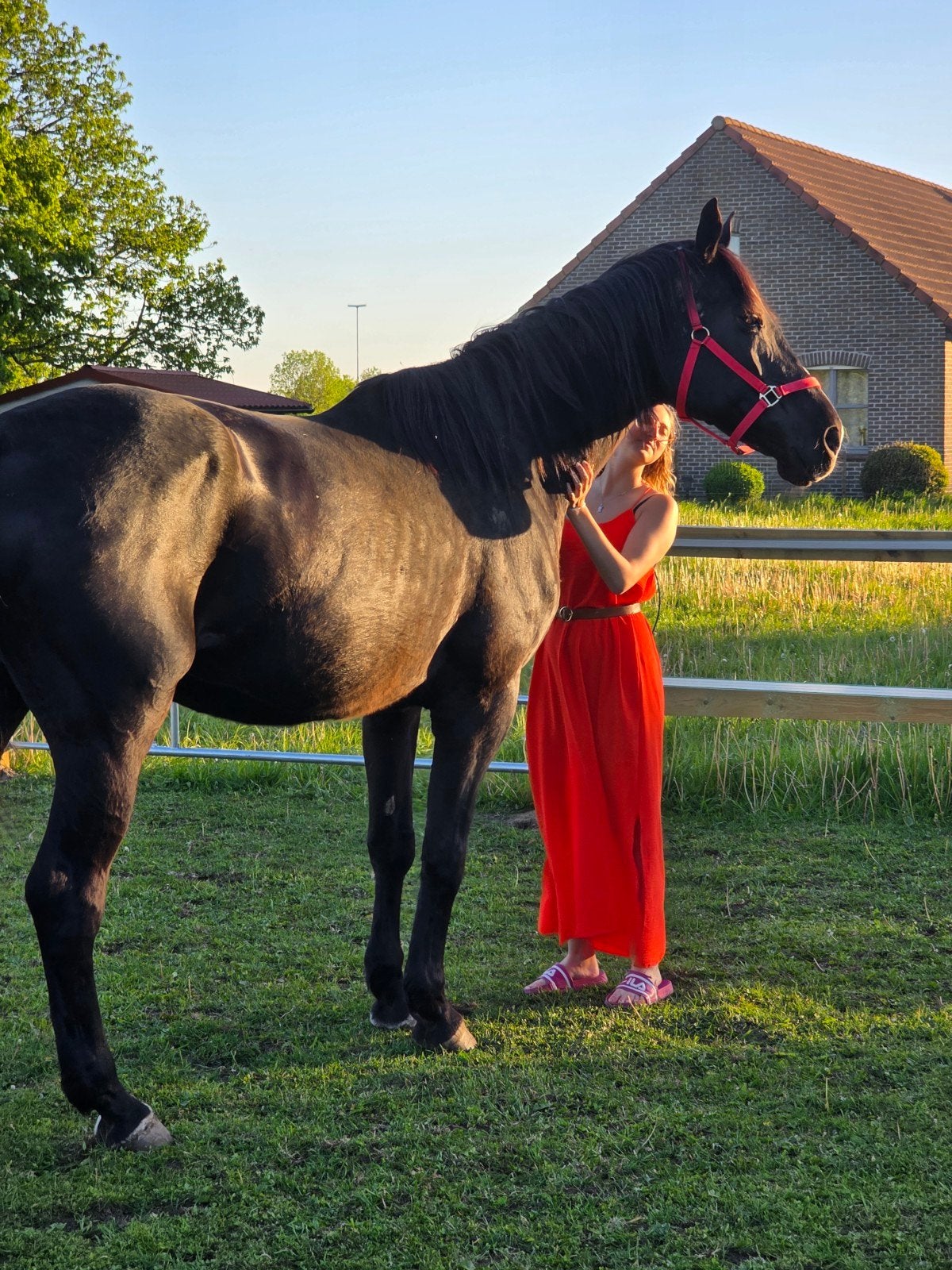 17 jarige merrie kwpn, Dieren en Toebehoren, Merrie, 175 cm of meer, Met stamboom, 11 jaar of ouder