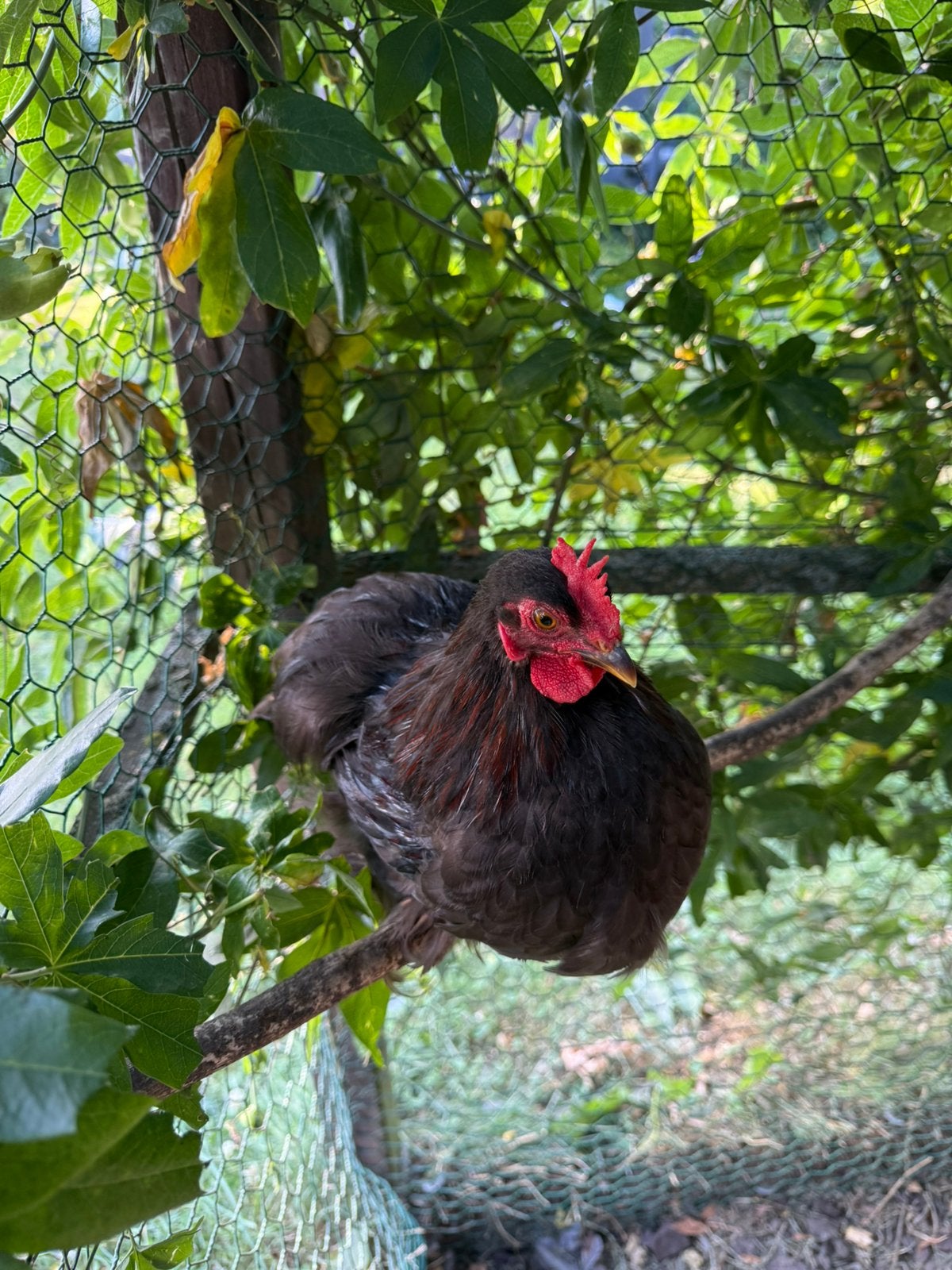 Cochin kriel haantjes, Mâle, Poule ou poulet