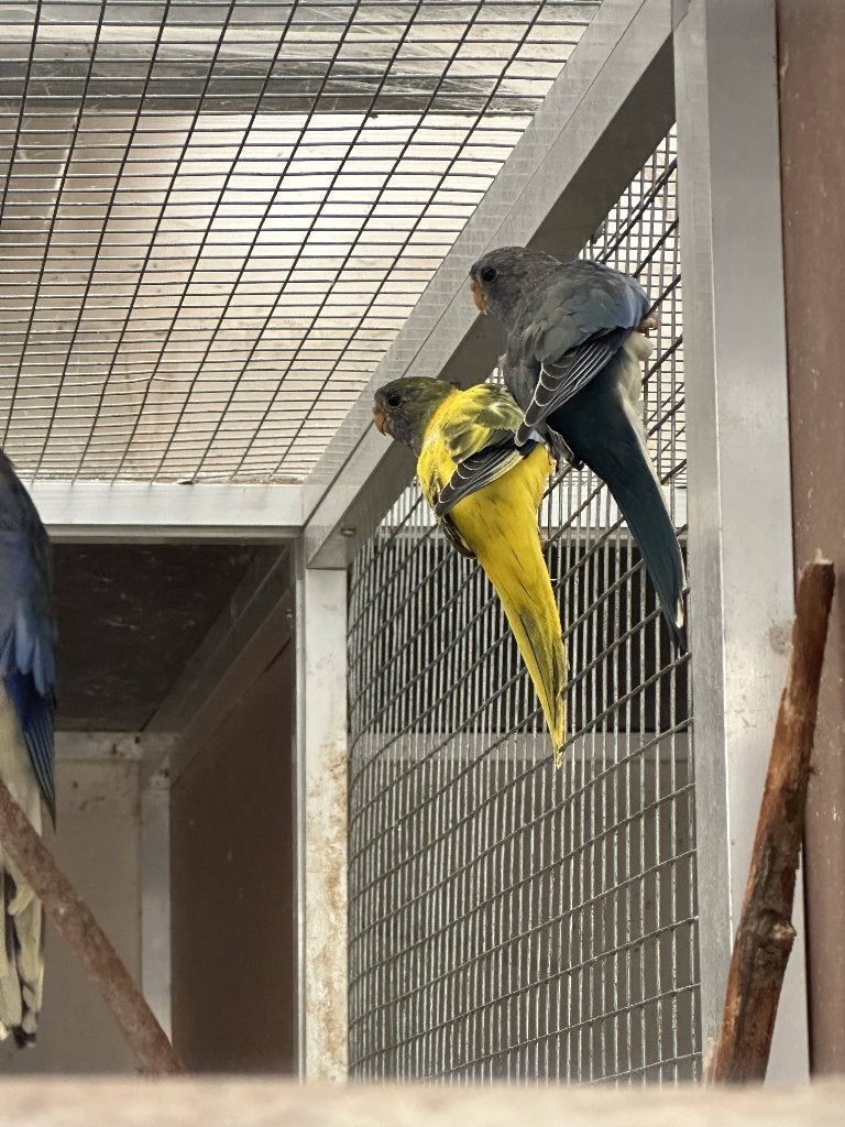 splendid parkieten, Plusieurs animaux, Perruche, Bagué