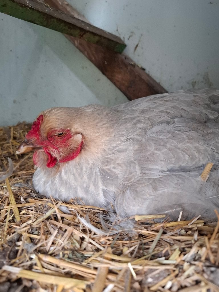 Brahma isabelpatrijs, Meerdere dieren, Kip