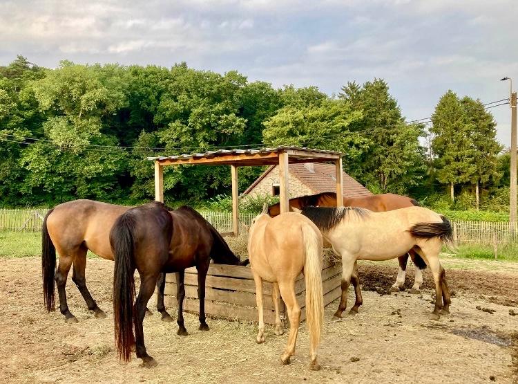 Pension pour chevaux Overijse - Huldenberg