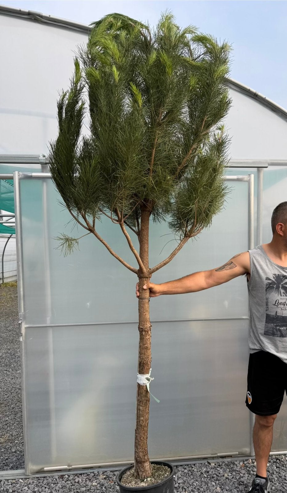 Pinus pinea , parasolden., Tuin en Terras, Planten | Bomen, Ophalen, Volle zon