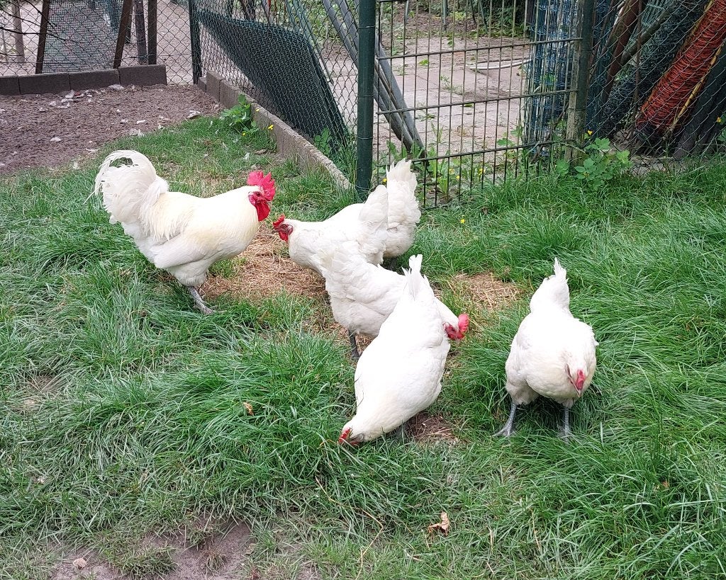 Foktoom Poule de Bresse, Animaux & Accessoires, Volatiles, Poule ou poulet, Plusieurs animaux