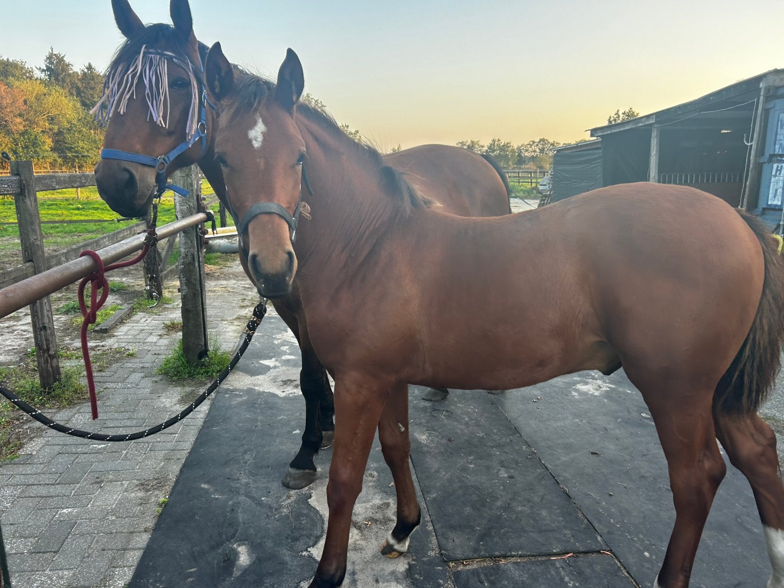Hengstveulen met topafstamming, Springpaard, Met stamboom, 0 tot 2 jaar, Hengst