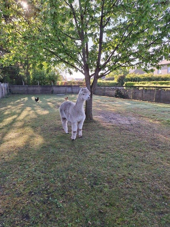 Alpaca te koop, Animaux & Accessoires, Box & Pâturages