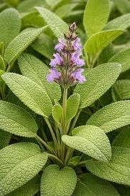 Salvia Officinalis, Tuin en Terras, Ophalen, Halfschaduw
