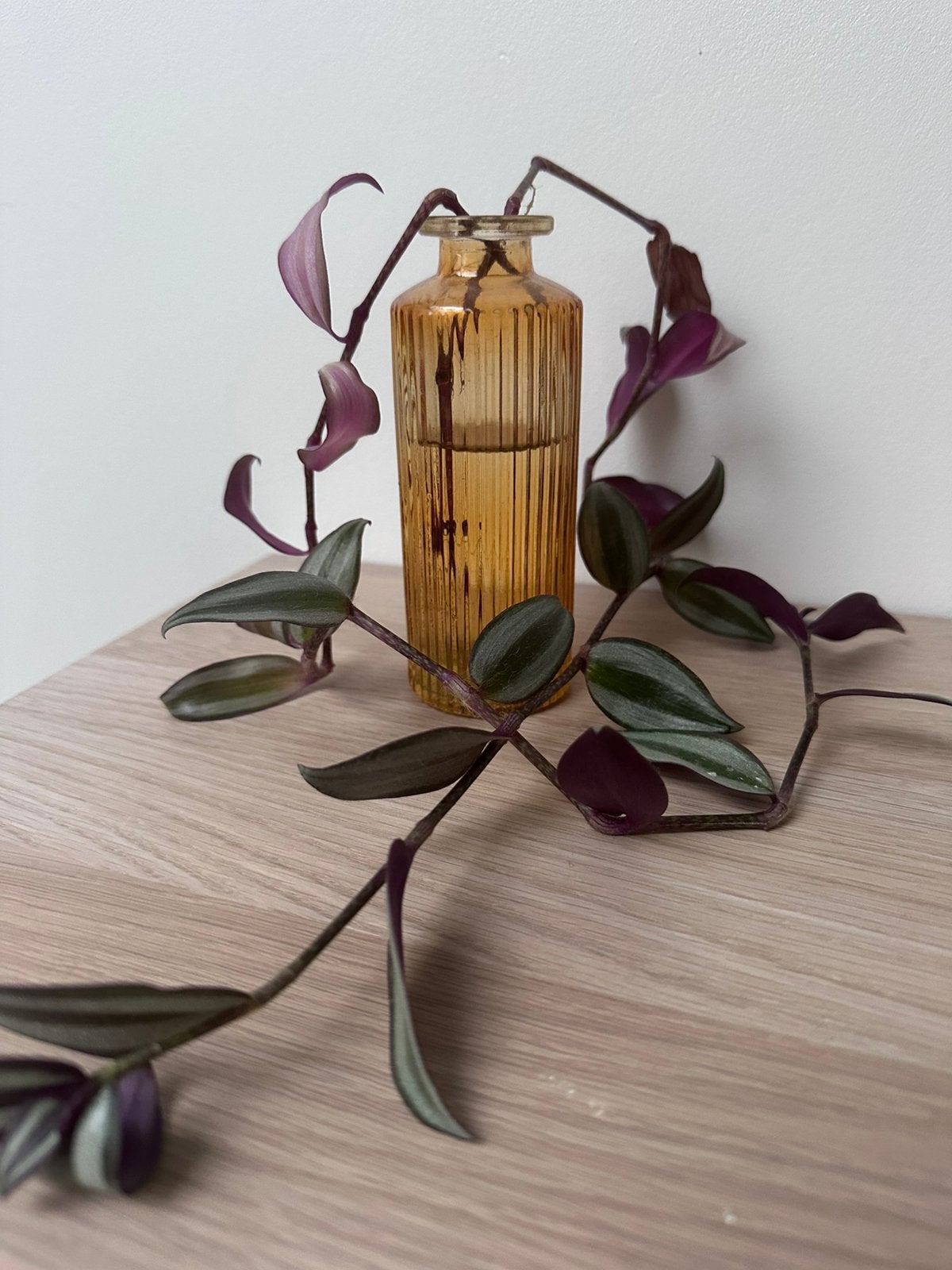 Vase et plante, Enlèvement, Comme neuf