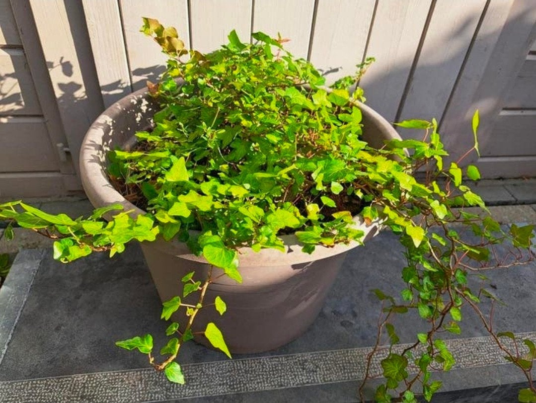Graceful Ivy - Hedera Helix en pot, Enlèvement, Plante fixe, Plantes grimpantes, Mi-ombre