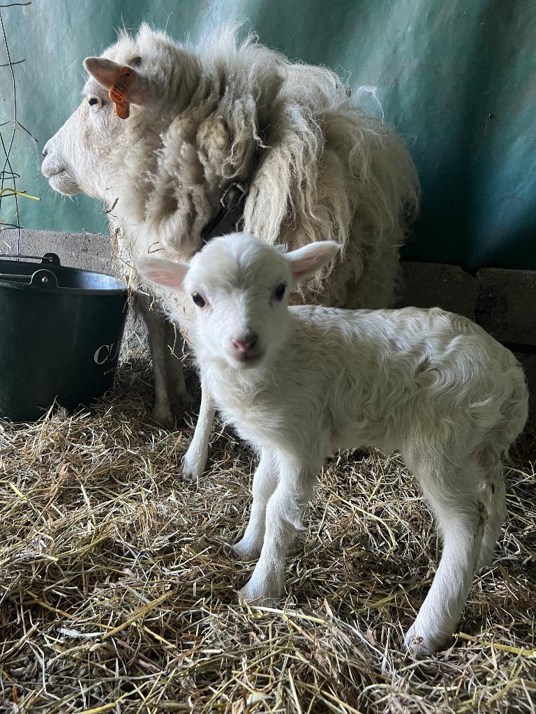 Ouessant wit ramlam te reserveren, Mâle, Mouton, 0 à 2 ans