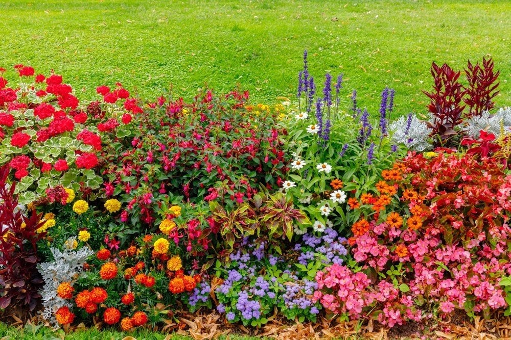 Vaste planten en siergrassen, Tuin en Terras, Ophalen, Siergrassen