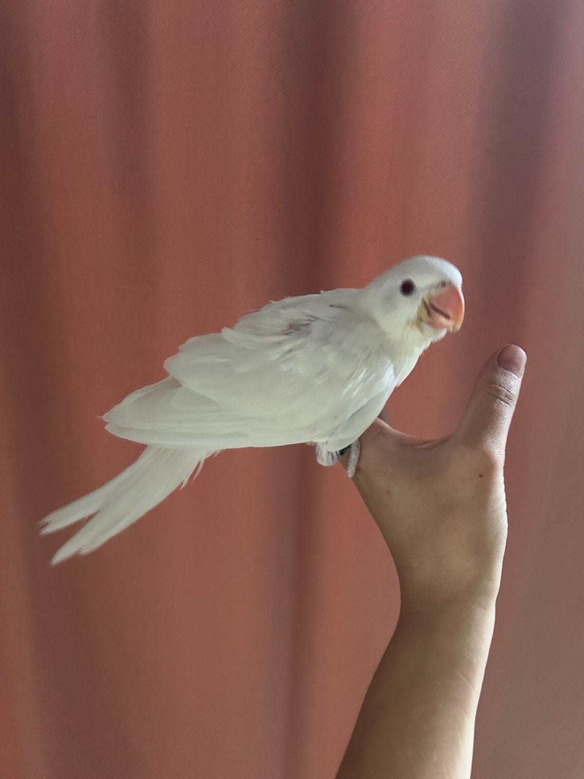 Albino halsband parkiet tam, Dieren en Toebehoren, Geslacht onbekend, Parkiet, Tam