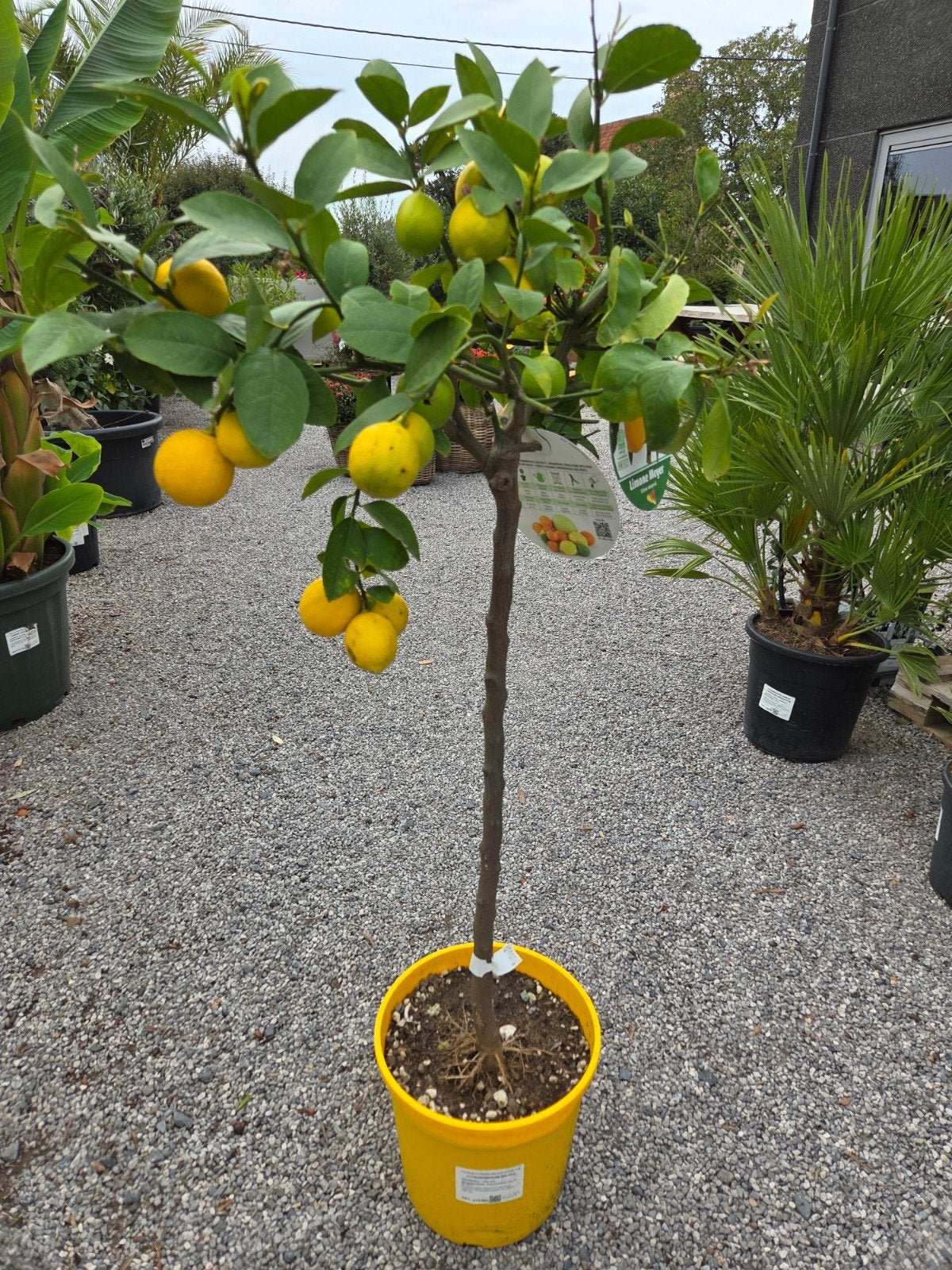 Citrus citroen Meyer, Enlèvement