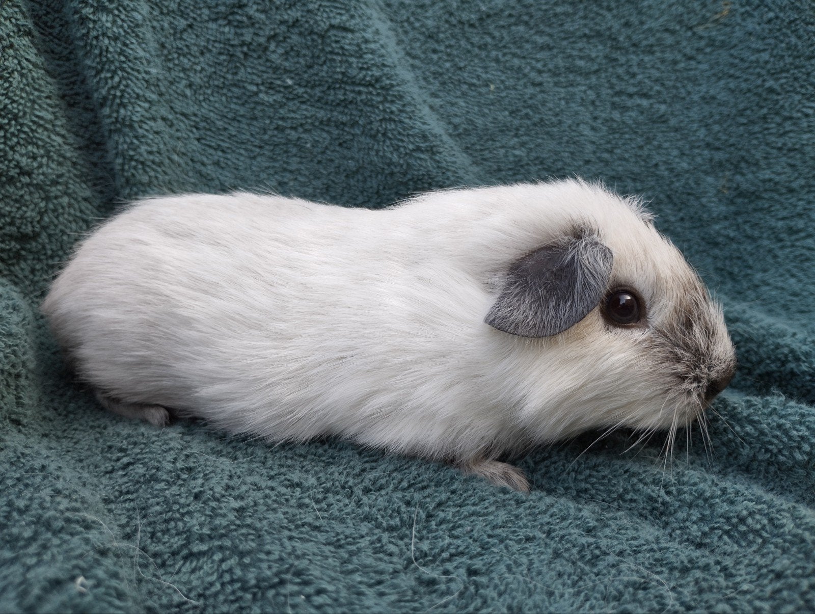Cavia beertjes te koop, Dieren en Toebehoren, Knaagdieren, April, Mannelijk, Cavia