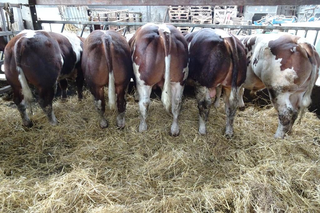 Maine Anjou, Dieren en Toebehoren, Runderen, Mannelijk