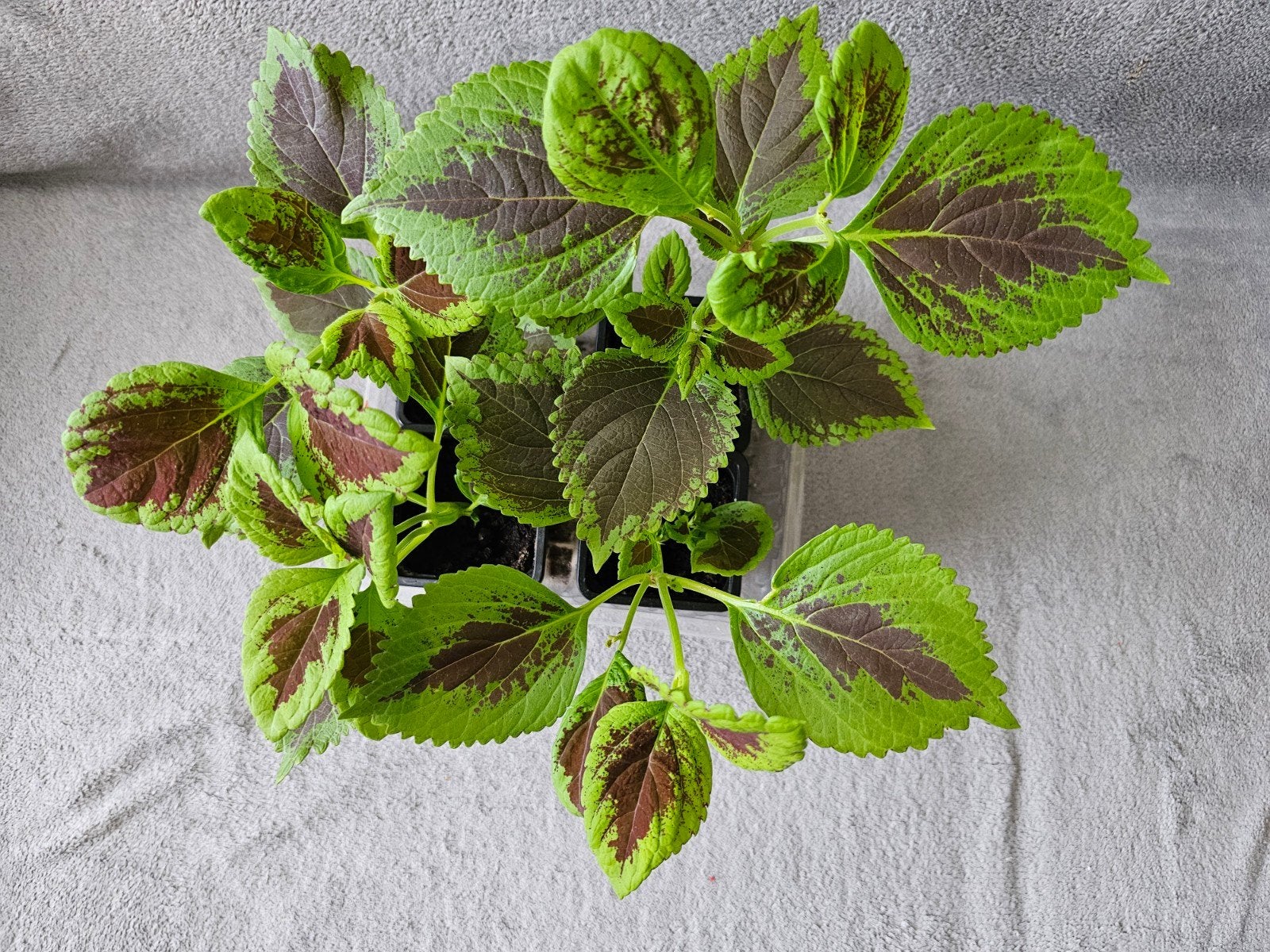 Coleus 3€ le pot, Ophalen