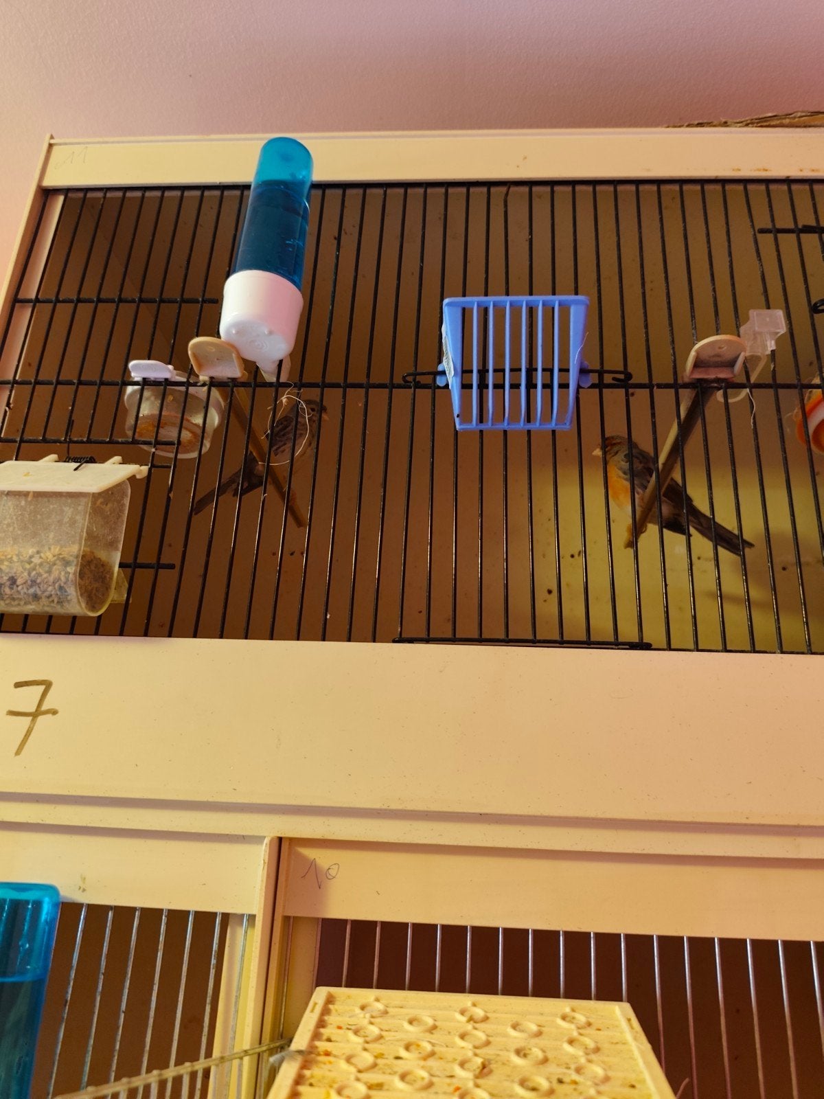 Kanaries en exoten, Animaux & Accessoires
