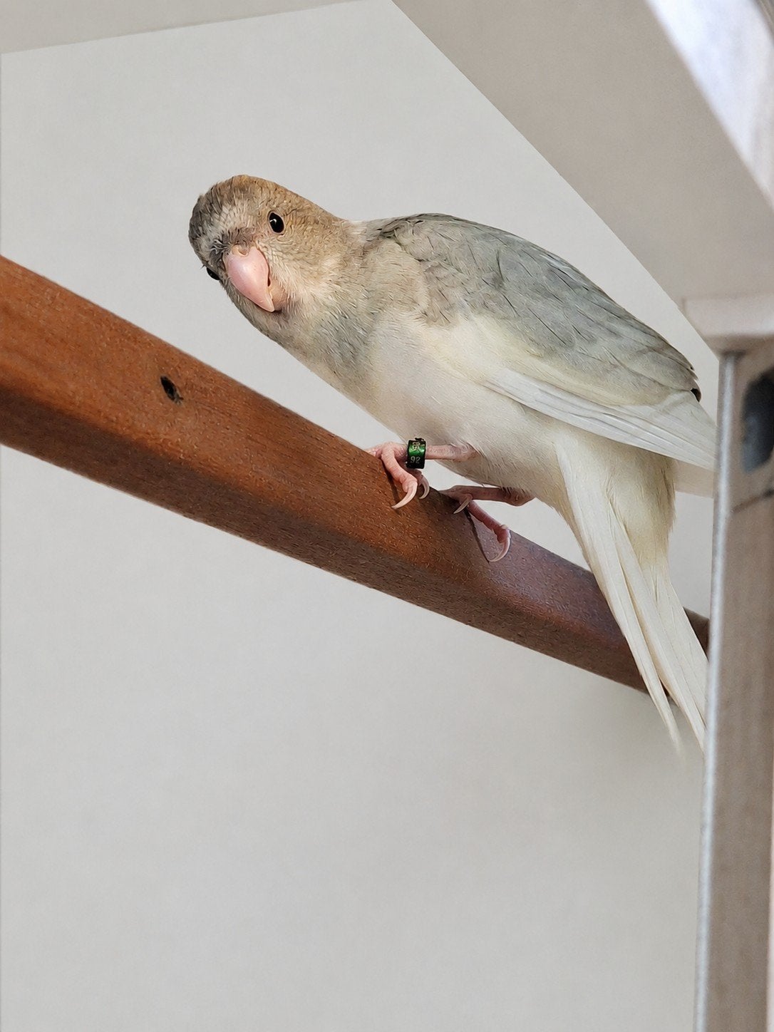 Kakariki, Dieren en Toebehoren, Geringd