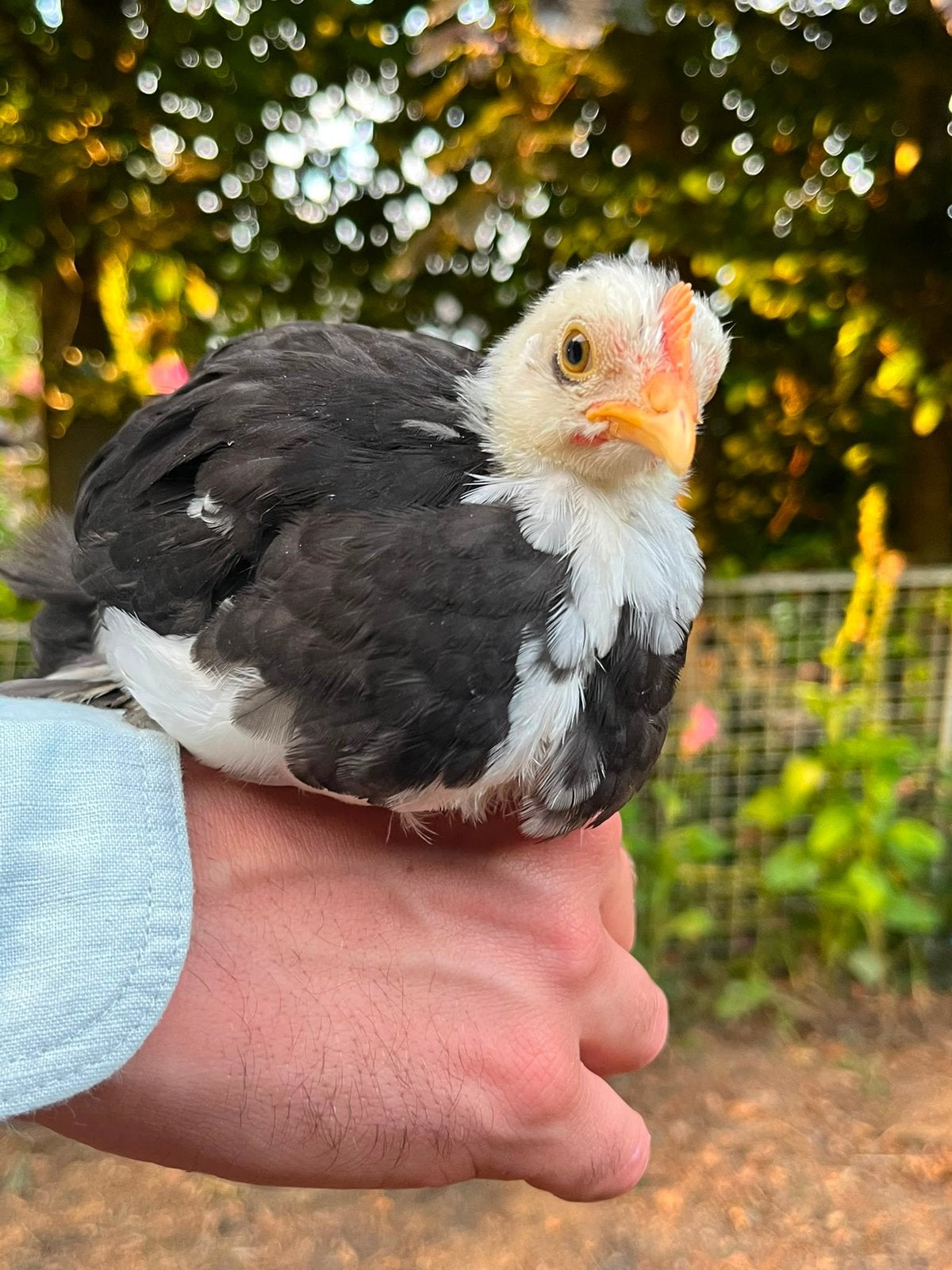 Cochin kriel hanen GRATIS, Dieren en Toebehoren