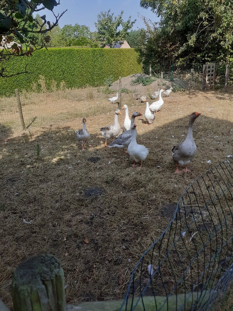 pluimvee, Sexe inconnu, Oie ou Cygne