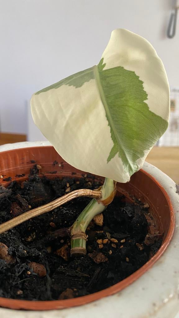 Monstera Albo, Ophalen