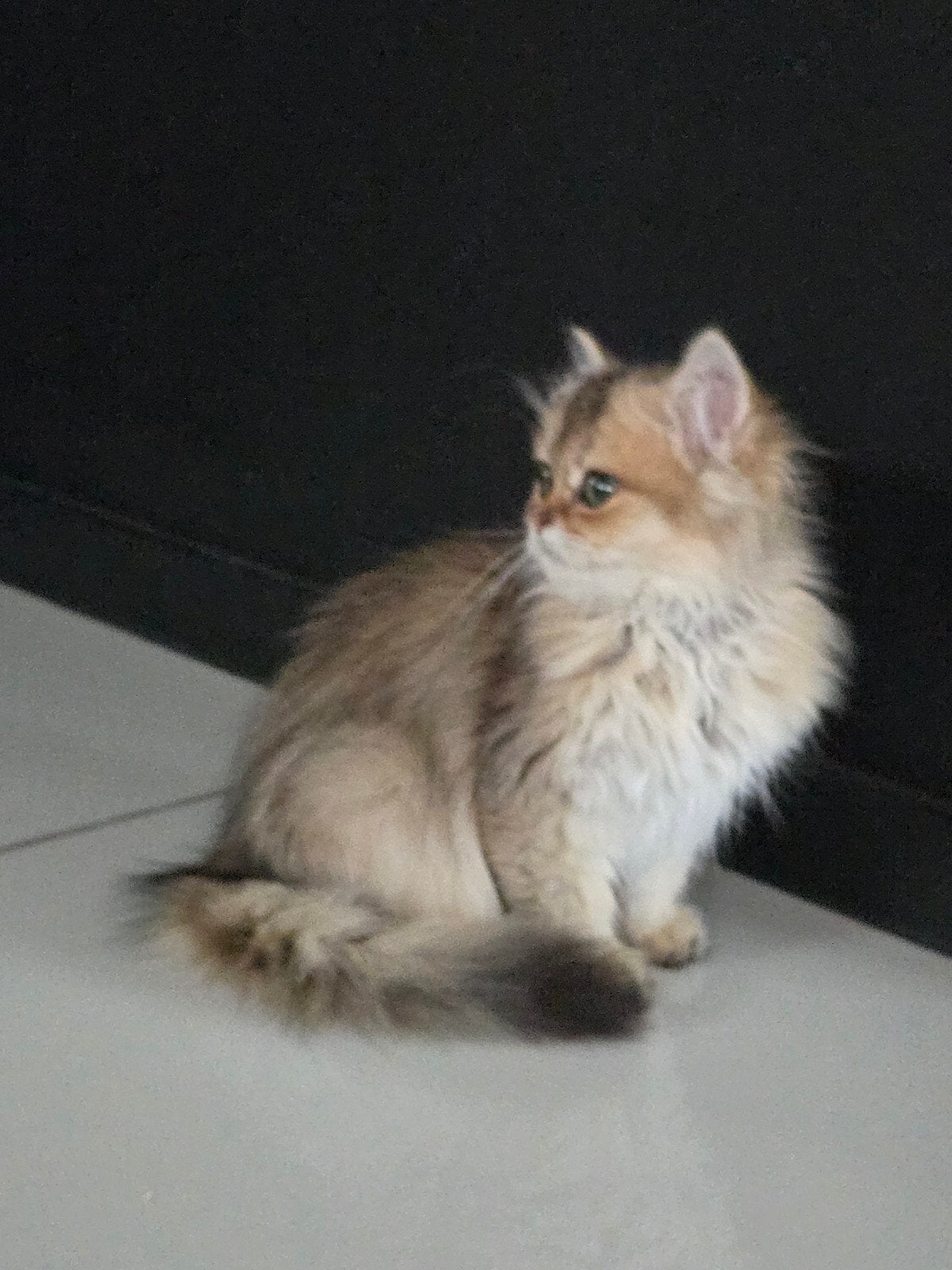 brits langhaar, Dieren en Toebehoren, Poes, Gechipt, 0 tot 2 jaar
