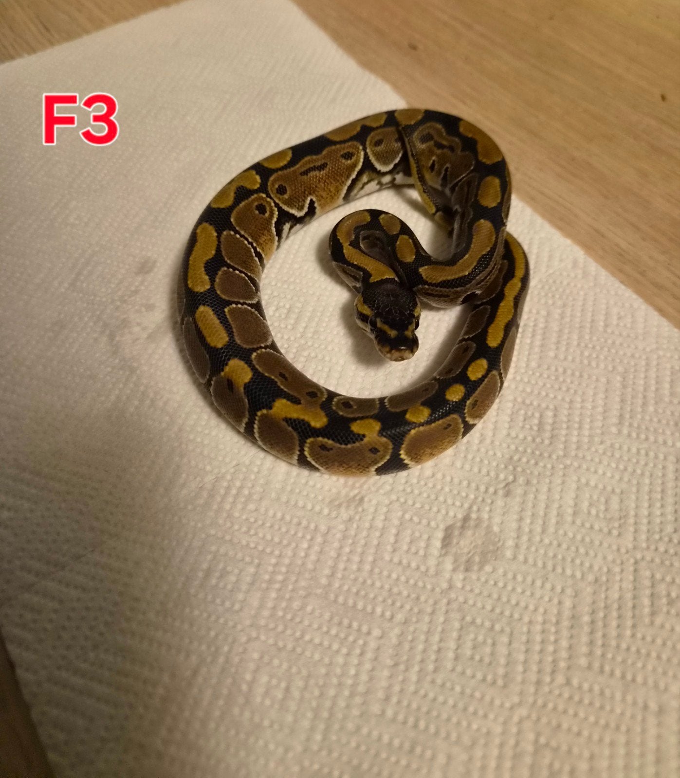 python regius juvénile classique (femelles) Ball Python photo 4