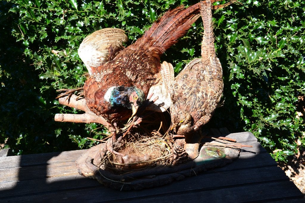taxidermie Couple de faisans, Enlèvement